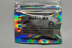 Vente: Bloom Seed Co - Dulce Bx (Dulce De Uva x Black Maple)
