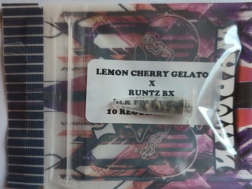 Enchères: "Lemon Cherry Gelato x Runtz"  (Breeder: Tiki Madman)