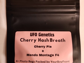 Enchères: "Cherry Hash Breath" Breeder: UFO Genetics