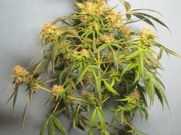 Enchères: (AUCTION) Syrup Auto Fem pack of 12 seeds