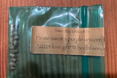 Sell: Bodhi - sweaty unicorn (pirate sweat x purple unicorn)