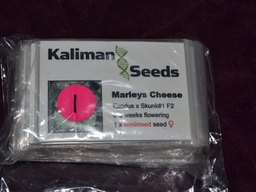 Venta: Kaliman Seeds, "Marleys Cheese", 1 x Feminised Seed.