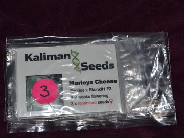 Venta: Kalimans Seeds, "Marleys Cheese", 3 x Feminised Seeds