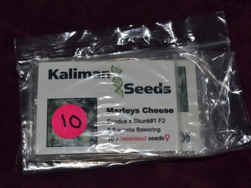 Vente: Kalimans Seeds, "Marleys Cheese", 10 x Feminised Seeds