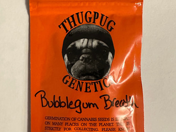 Sell: Thug Pug - Bubblegum Breath (Indian Bubblegum x Mendo Breath)