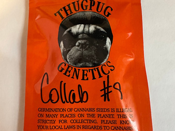 Vente: Thug Pug - Face Off x Hazy Lady (Collab #9)