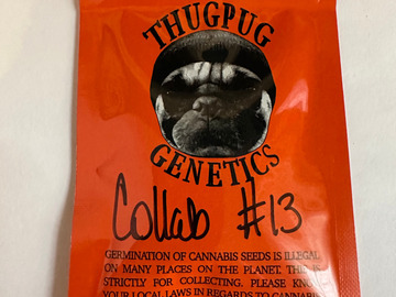 Venta: Thug Pug - GMO x Hazy Lady (Collab #13)