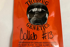 Vente: Thug Pug - GMO x Hazy Lady (Collab #13)