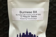 Venta: Burmese BX from Top Dawg