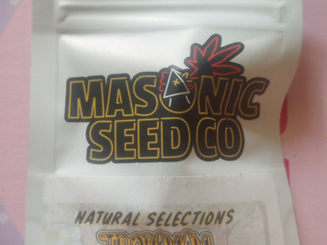 Sell: Tropnana (Natural Selections) Masonic Seeds