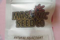Venta: Tropnana (Natural Selections) Masonic Seeds