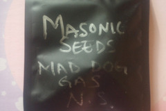 Vente: Mad Dog NS23  - Masonic Seeds