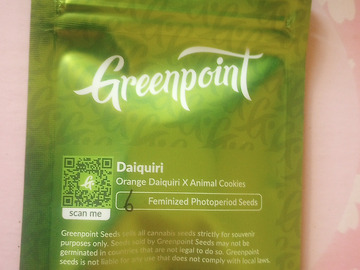 Vente: Daiquiri - Greenpoint seeds