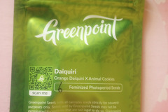 Sell: Daiquiri - Greenpoint seeds