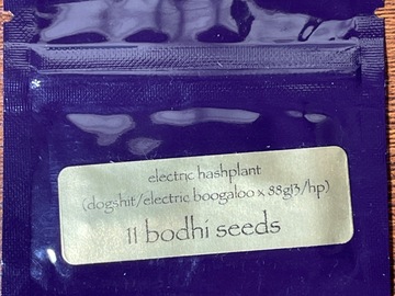 Vente: Bodhi Electric Hashplant Dogsht/Electric Boogaloo x 88g13hp