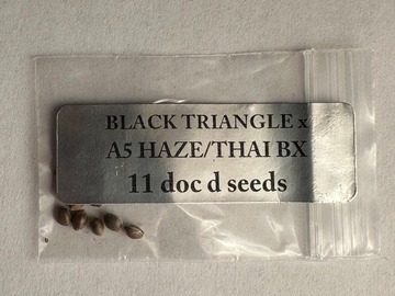 Venta: Doc D - Black Triangle x A5 Haze/Thai Bx