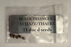 Vente: Doc D - Black Triangle x A5 Haze/Thai Bx