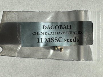 Venta: Doc D - Dagobah (Chem D x A5 Haze/Thai Bx)
