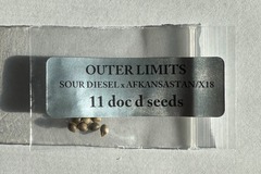 Venta: Doc D - Outer Limits (Sour D x Afkansastan x X18 Pakastani)