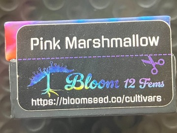 Sell: Pink Marshmallow from Bloom