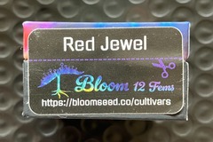 Vente: Red Jewel from Bloom