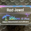 Vente: Red Jewel from Bloom