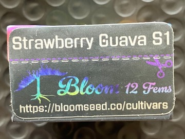 Venta: STRAWBERRY GUAVA S1 from Bloom