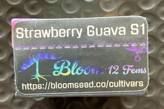 Vente: STRAWBERRY GUAVA S1 from Bloom