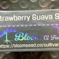 Sell: STRAWBERRY GUAVA S1 from Bloom