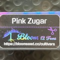 Vente: Pink Zugar from Bloom