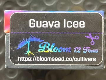 Vente: Guava Icee from Bloom