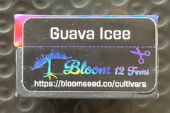 Sell: Guava Icee from Bloom