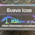 Sell: Guava Icee from Bloom