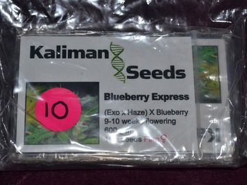 Sell: Kaliman Seeds, "Blueberry Express", 10 x Feminised Seeds.