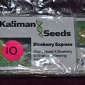 Venta: Kaliman Seeds, "Blueberry Express", 10 x Feminised Seeds.