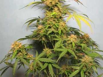 Auction: (AUCTION) Dos Si Dos Auto Fem pack of 50 seeds