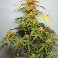 Auction: (AUCTION) Dos Si Dos Auto Fem pack of 50 seeds