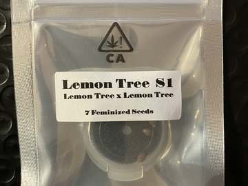 Sell: Lemon Tree S1 from CSI Humboldt