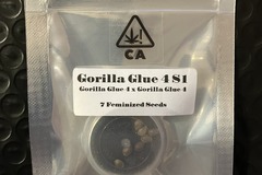 Vente: Gorilla Glue #4 S1 from CSI Humboldt