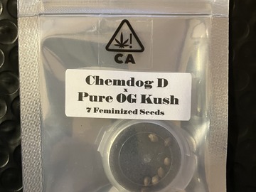Vente: Chemdog D x Pure OG Kush from CSI Humboldt