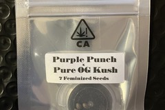 Vente: Purple Punch x Pure OG Kush from CSI Humboldt