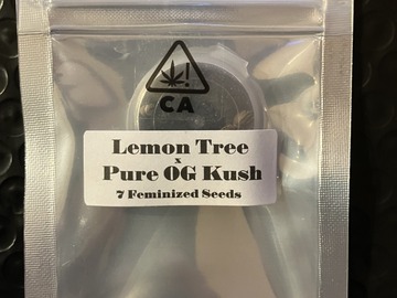 Vente: Lemon Tree x Pure OG Kush from CSI Humboldt