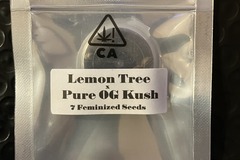 Vente: Lemon Tree x Pure OG Kush from CSI Humboldt