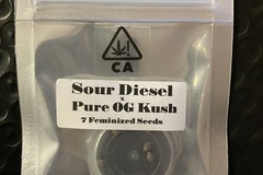 Vente: Sour Diesel x Pure OG Kush from CSI Humboldt
