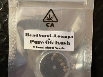 Sell: Headband (Loompa's) x Pure OG Kush from CSI Humboldt