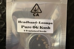 Venta: Headband (Loompa's) x Pure OG Kush from CSI Humboldt