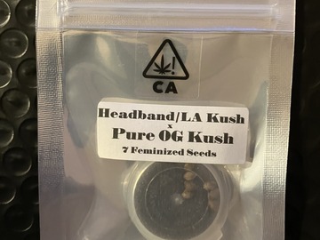 Vente: Headband/LA Kush x Pure OG Kush from CSI Humboldt