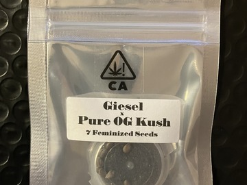 Sell: Giesel x Pure OG Kush from CSI Humboldt