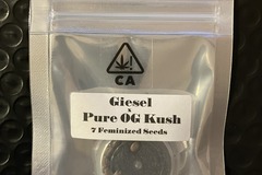 Sell: Giesel x Pure OG Kush from CSI Humboldt