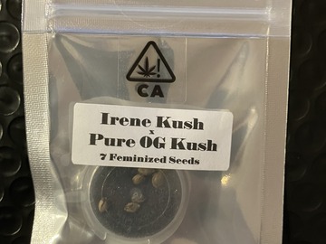 Sell: Irene Kush x Pure OG Kush from CSI Humboldt